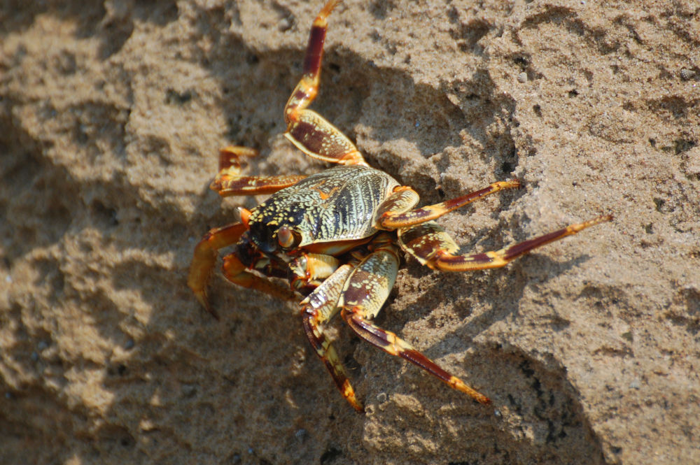 Granchio dal Sudafrica: Grapsus adscensionis